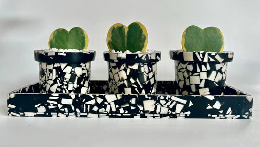 Variegated Hoya Heart (kerrii) in rigby pot with saucer set of 3 with black stones