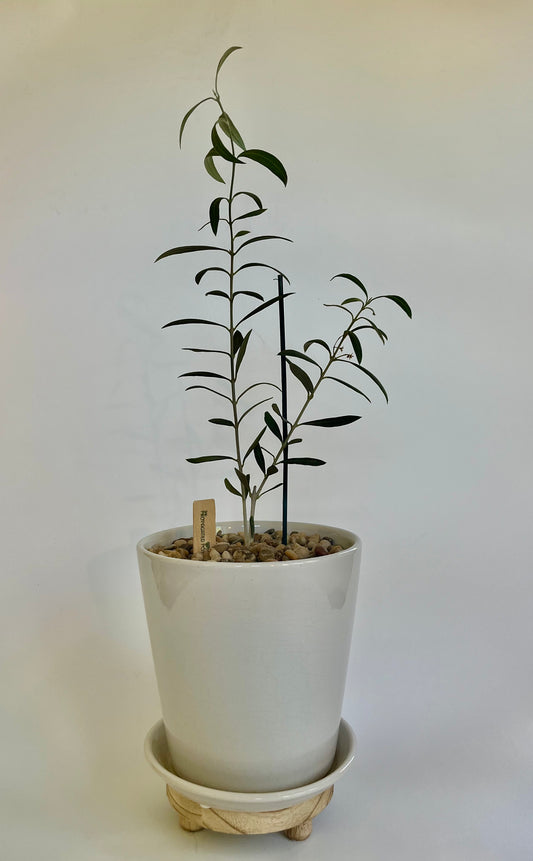 Olive Tree (Hojiblanca "White Leaf") in a ceramic white pot with saucer and multicolored stones