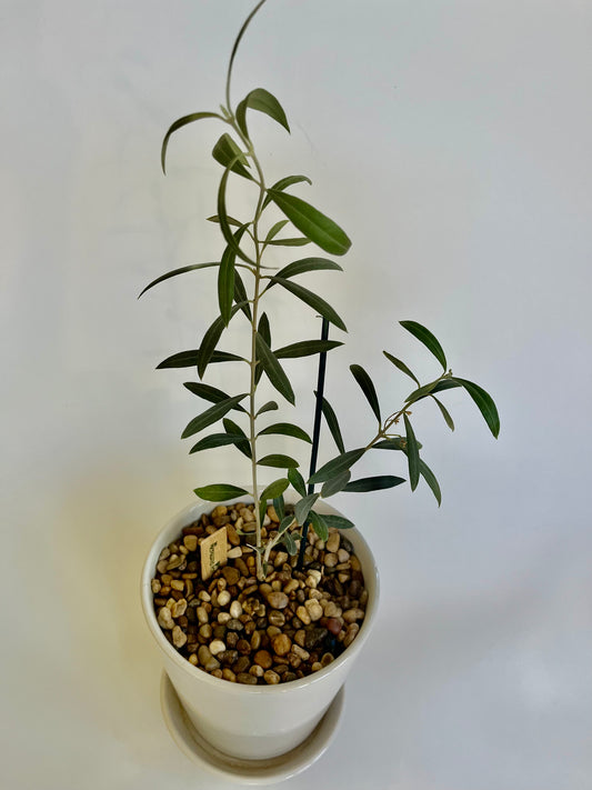 Olive Tree (Hojiblanca "White Leaf") in a ceramic white pot with saucer and multicolored stones