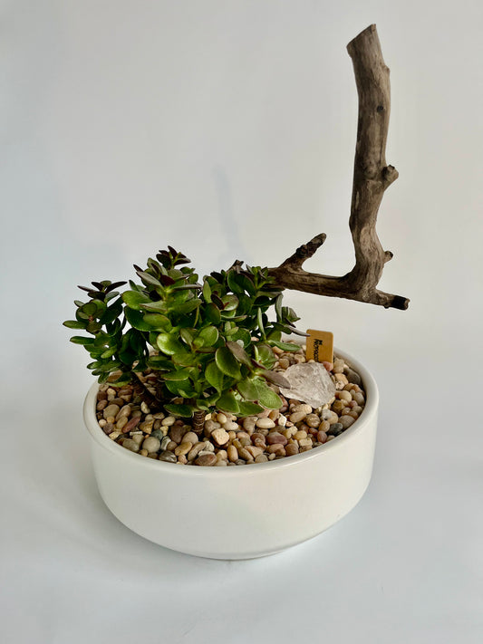 Jade Plant (Crassula ovata) in white ceramic planter with driftwood and clear quartz crystal
