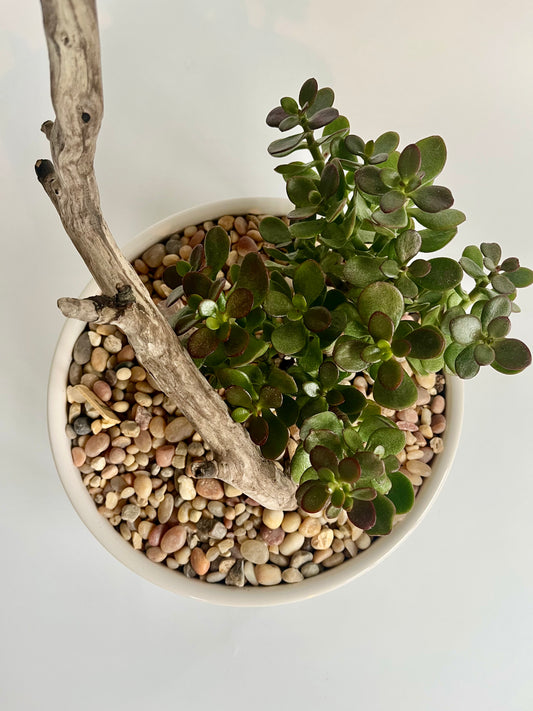 Jade Plant (Crassula ovata) in white ceramic planter with driftwood and clear quartz crystal