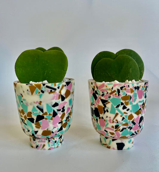 Double Hoya Heart "Sweetheart" in anisha footed pot with white stones