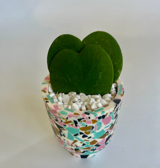 Double Hoya Heart "Sweetheart" in anisha footed pot with white stones