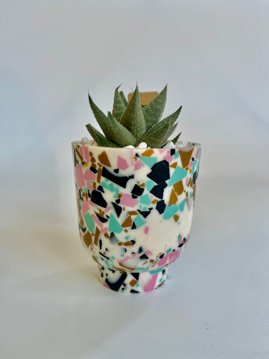 Haworthia Savanna "Little Warty" in a footed anisha pot with white stones