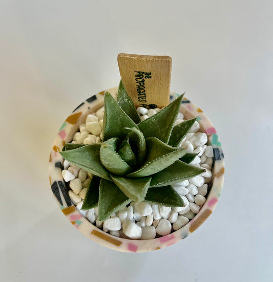 Haworthia Savanna "Little Warty" in a footed anisha pot with white stones