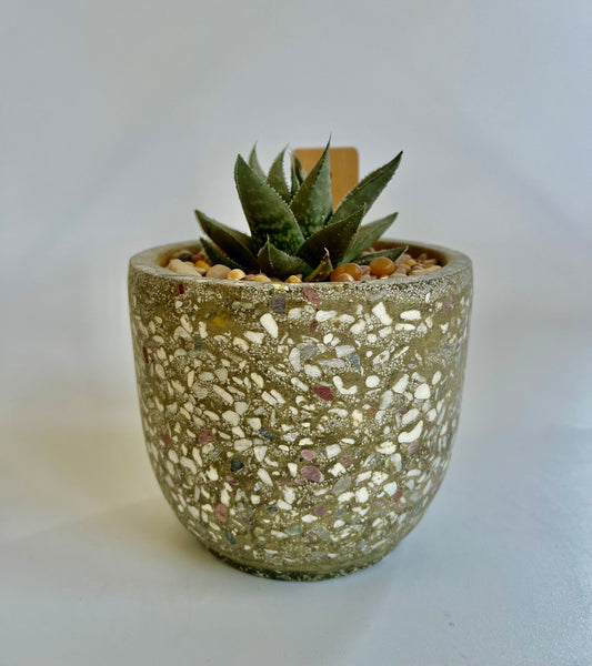 Haworthia Savanna "Little Warty" in speckled ceramic pot