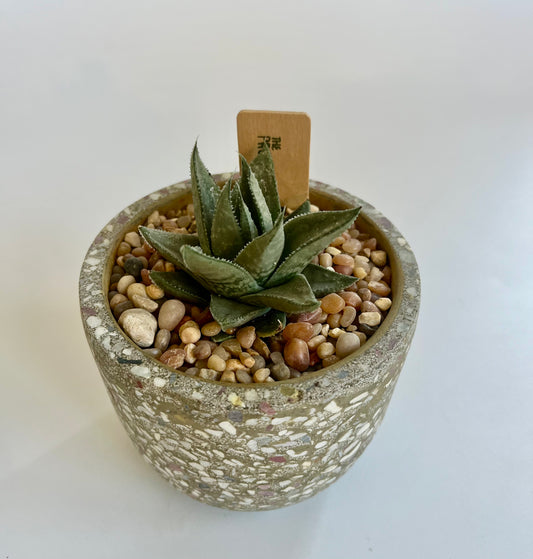 Haworthia Savanna "Little Warty" in speckled ceramic pot
