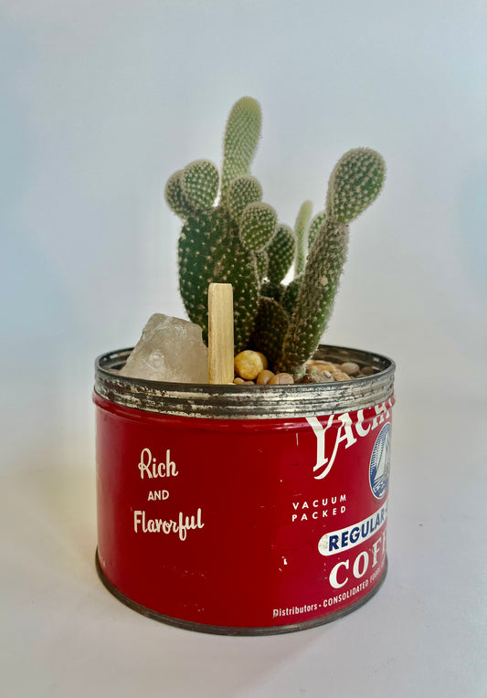 Bunny Ears Cactus (Opuntia microdasys) in vintage Yacht Club Coffee vessel with multicolored stones and clear quartz
