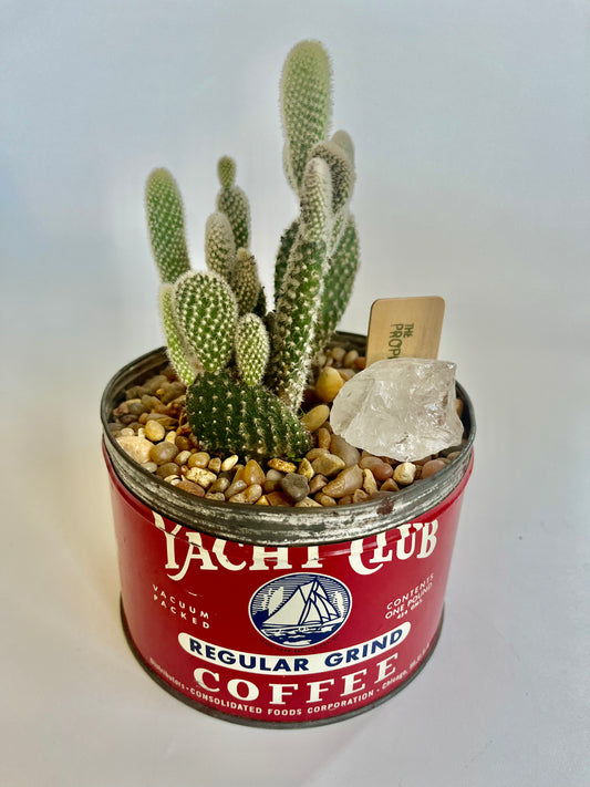 Bunny Ears Cactus (Opuntia microdasys) in vintage Yacht Club Coffee vessel with multicolored stones and clear quartz