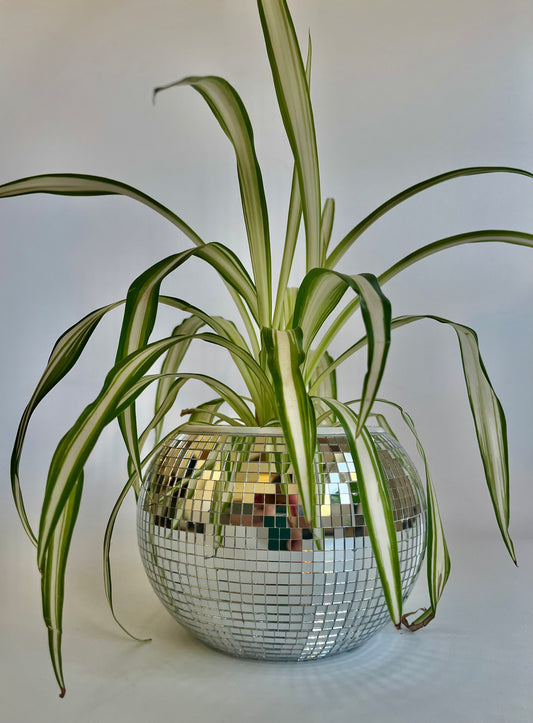 Spider plant (Chlorophytum comosum) in a ceramic disco ball planter with multicolored stones (Copy)