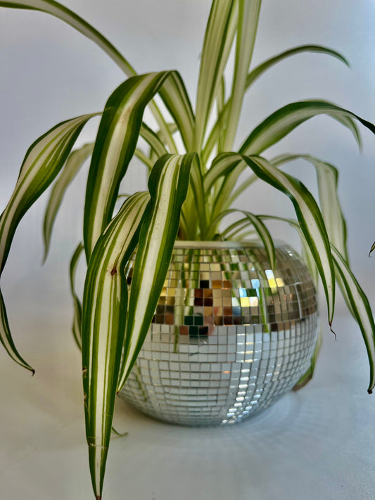 Spider plant (Chlorophytum comosum) in a ceramic disco ball planter with multicolored stones (Copy)