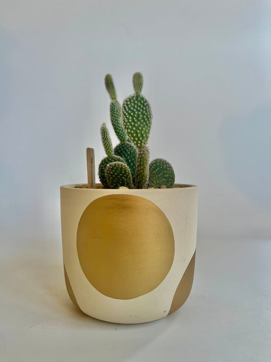 Bunny Ears Cactus (Opuntia microdasys) in a ceramic gold circle planter with multicolored stones and clear quartz (Copy)