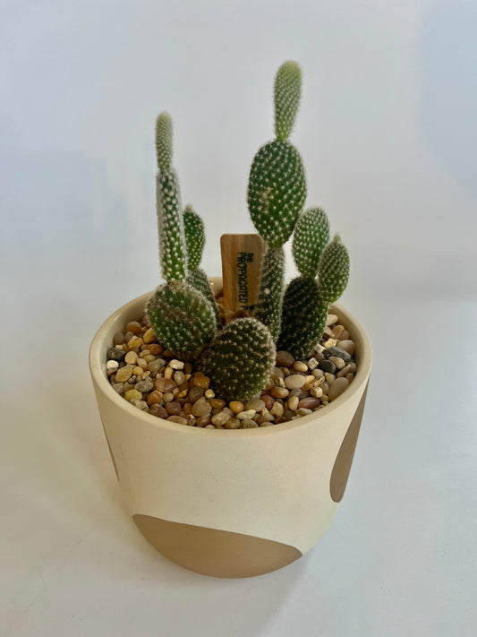 Bunny Ears Cactus (Opuntia microdasys) in a ceramic gold circle planter with multicolored stones and clear quartz (Copy)