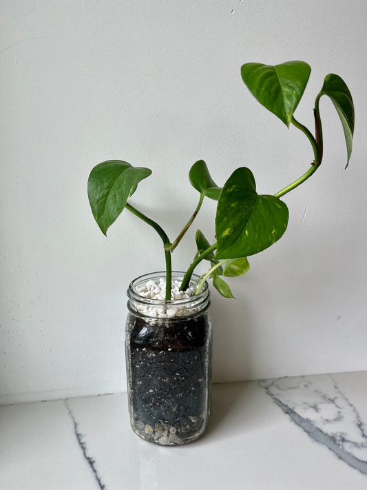 Golden Pothos (Epipremnum aureum) in glass jar terrarium