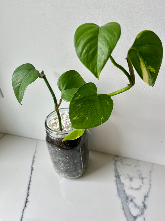 Golden Pothos (Epipremnum aureum) in glass jar terrarium