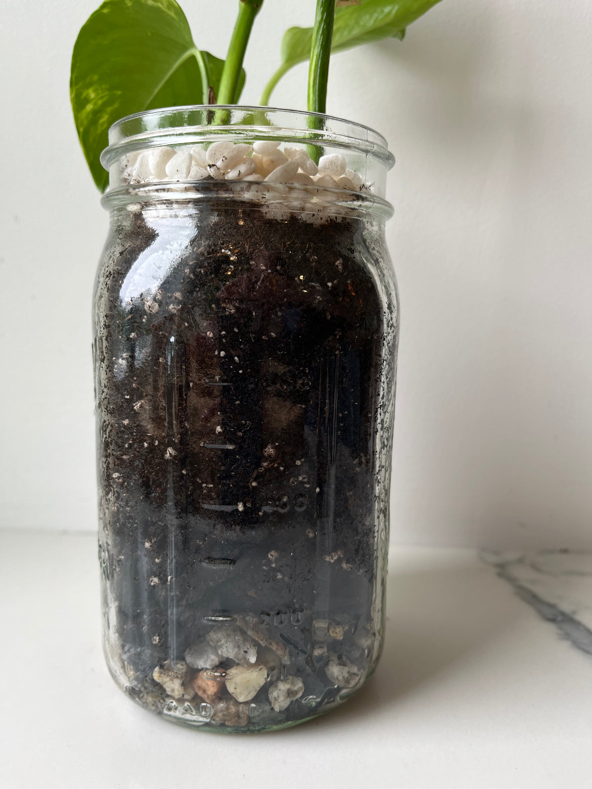 pothos terrarium Golden Pothos (Epipremnum aureum) in glass jar terrarium – The Propagated Pot