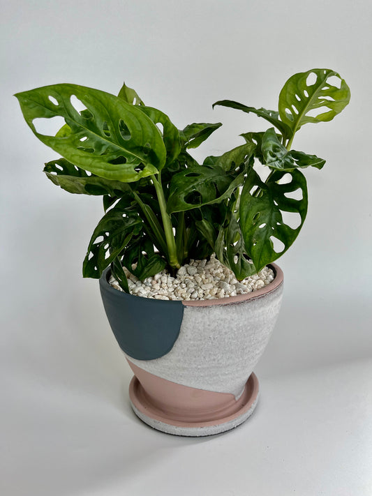 Swiss Cheese Plant (Monstera adansonii) in a pastel ceramic Modera pot with pastel stones