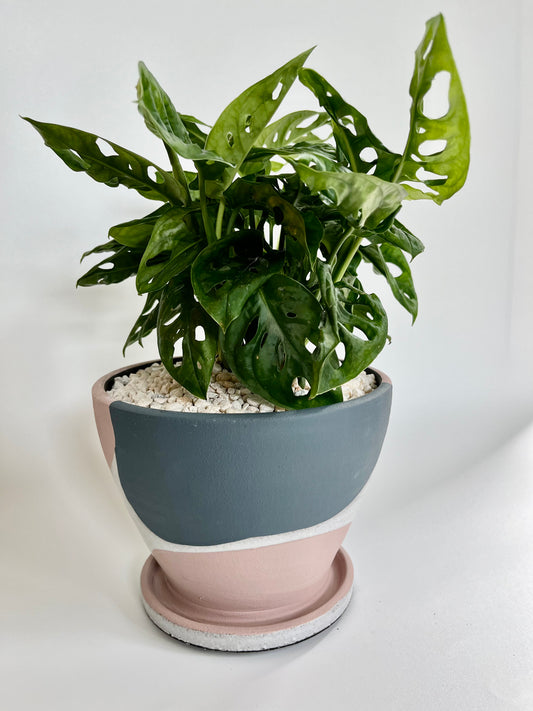 Swiss Cheese Plant (Monstera adansonii) in a pastel ceramic Modera pot with pastel stones