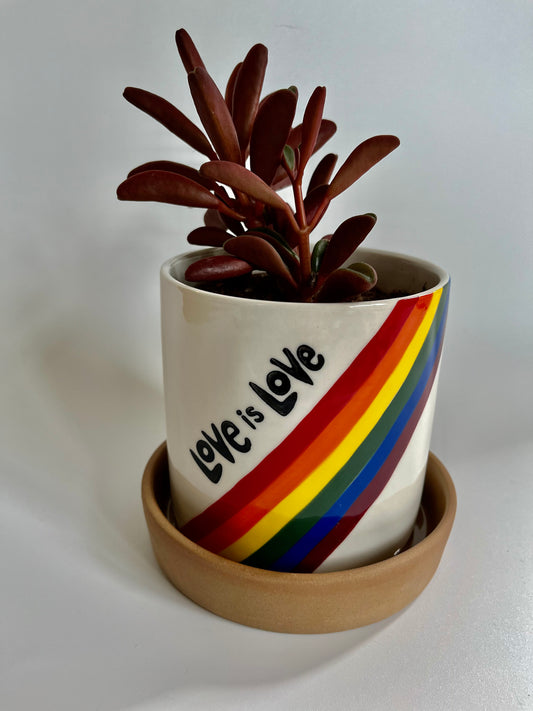 Ruby Glow (Peperomia graveolens) in 'Love is Love' ceramic pot with saucer