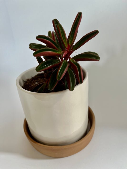 Ruby Glow (Peperomia graveolens) in 'Love is Love' ceramic pot with saucer