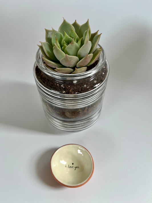 Lipstick echeveria (Echeveria agavoides) in glass terrarium