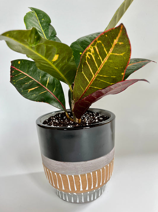 Bush on fire croton (Codiaeum variegatum) in a ceramic tiki pot