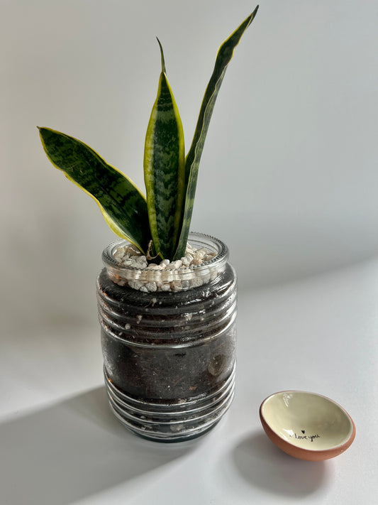 Snake Plant Laurentii (Dracaena trifasciata Laurentii) in glass terrarium with pastel pebbles