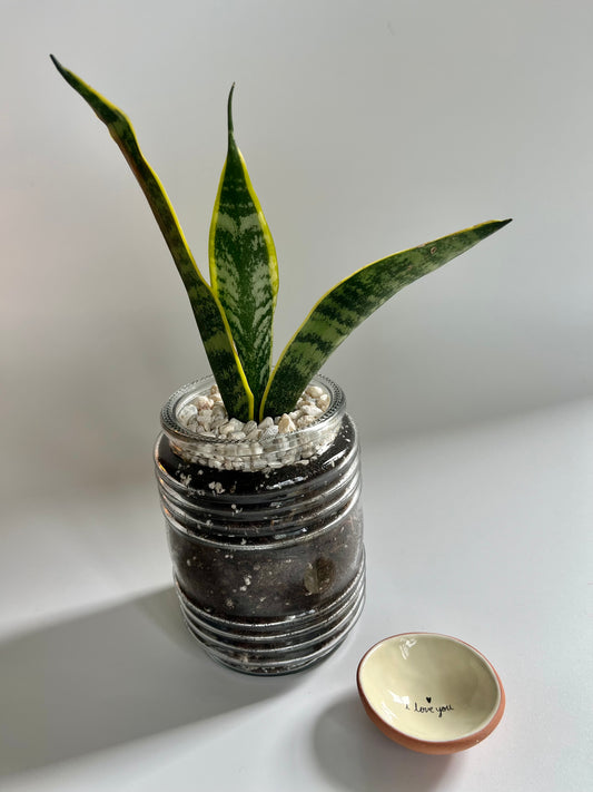 Snake Plant Laurentii (Dracaena trifasciata Laurentii) in glass terrarium with pastel pebbles