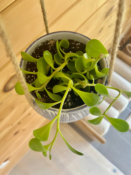 Weeping Jade (Senecio Jacobsensii) in a ceramic cerulean and white hanging pot