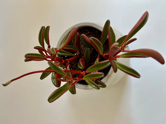 Ruby Glow (Peperomia graveolens) in Raw Concrete Vessel