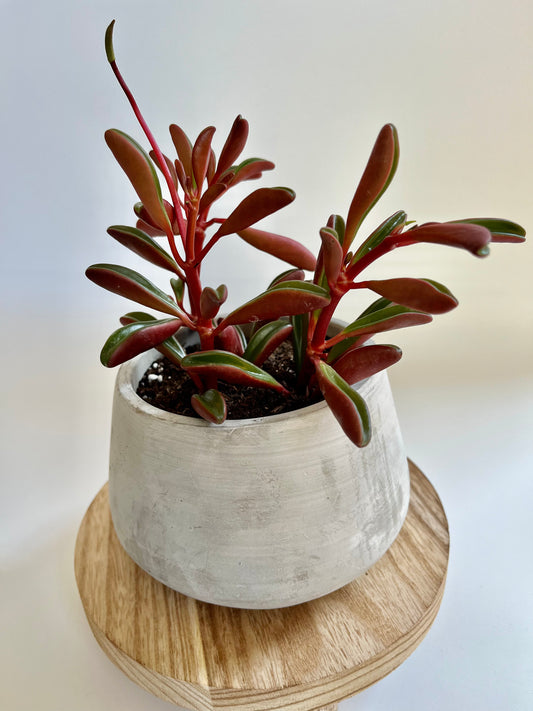 Ruby Glow (Peperomia graveolens) in Raw Concrete Vessel