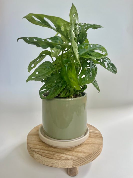 Swiss Cheese Plant (Monstera adansonii) in a sage green ceramic pot with saucer