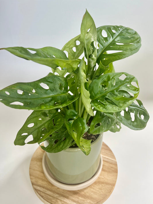 Swiss Cheese Plant (Monstera adansonii) in a sage green ceramic pot with saucer