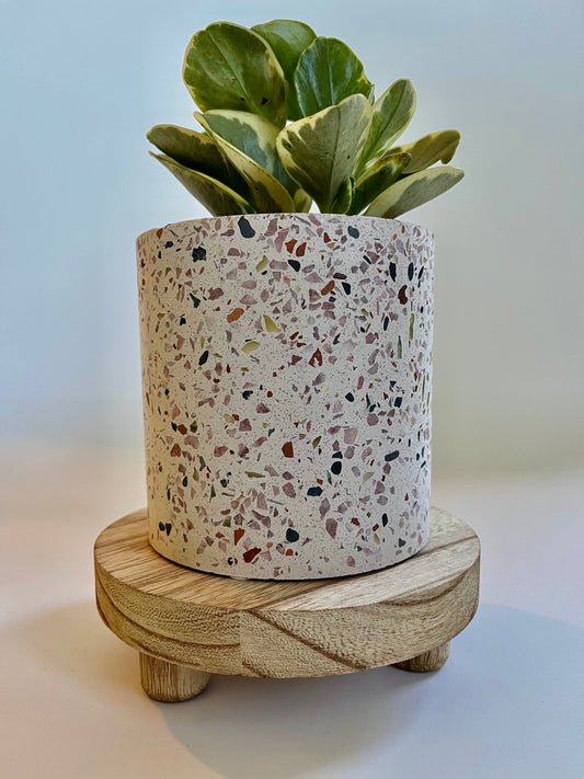 Variegated Baby Rubber Plant (Peperomia Obtusifolia) in a Ceramic Terrazzo Pot