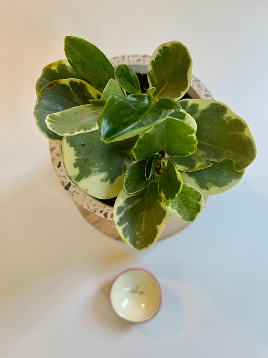 Variegated Baby Rubber Plant (Peperomia Obtusifolia) in a Ceramic Terrazzo Pot