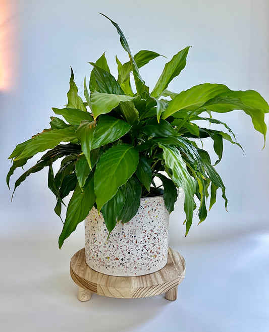 Peace Lily (Spathiphyllum) in a Ceramic Terrazzo Pot