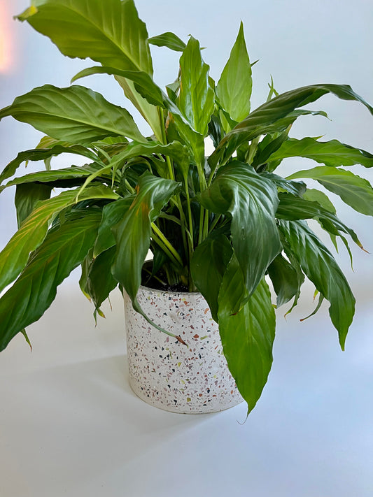 Peace Lily (Spathiphyllum) in a Ceramic Terrazzo Pot