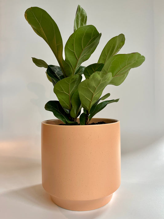 Fiddle Leaf fig Tree (Ficus Lyrata) in Ceramic Sunset Speckled Pot