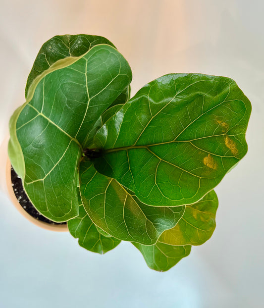 Fiddle Leaf fig Tree (Ficus Lyrata) in Ceramic Sunset Speckled Pot