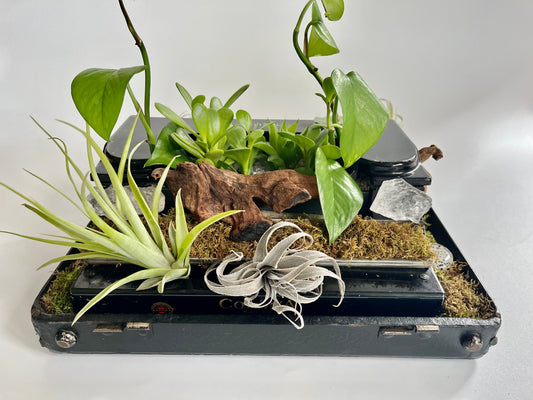 Vintage Sterling Corona Typewriter repurposed into a Succulent and Healing Crystal Planter