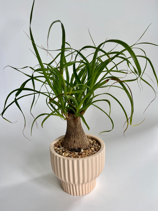 Ponytail Palm (Beaucarnea recurvata) in a Ceramic Salmon Pedestal Pot with Multicolored Stones