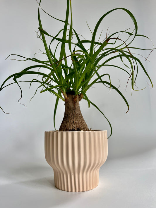 Ponytail Palm (Beaucarnea recurvata) in a Ceramic Salmon Pedestal Pot with Multicolored Stones