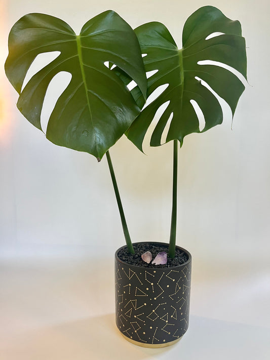 Monstera Deliciosa in a ceramic black universe pot with black stones and amethyst