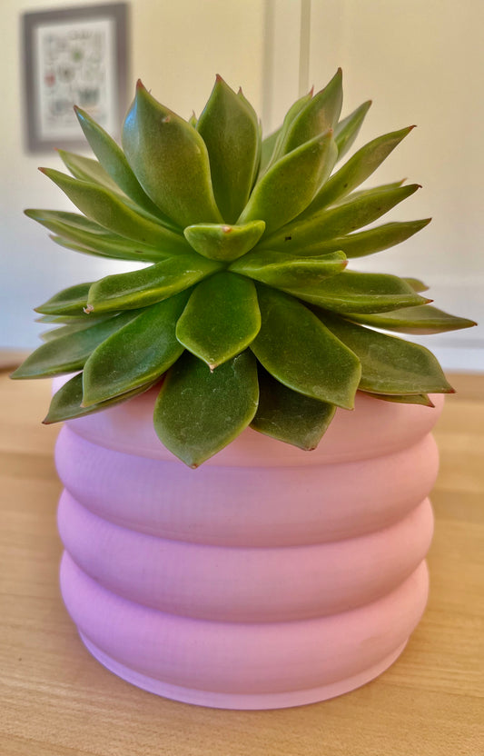 Lipstick echeveria (Echeveria agavoides) in a Pink Biodegradable Bubble Pot with white stones and amethyst