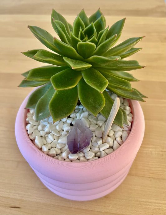 Lipstick echeveria (Echeveria agavoides) in a Pink Biodegradable Bubble Pot with white stones and amethyst