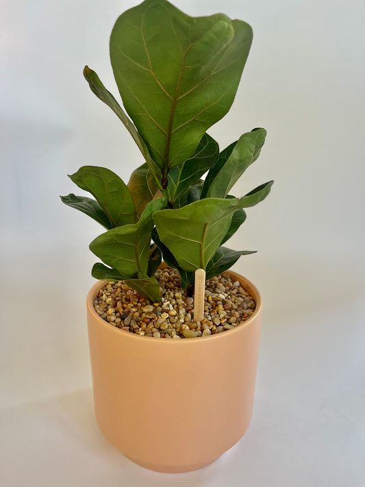 Fiddle Leaf fig Tree (Ficus Lyrata) in Ceramic Sunset Speckled Pot with Multicolored Stones