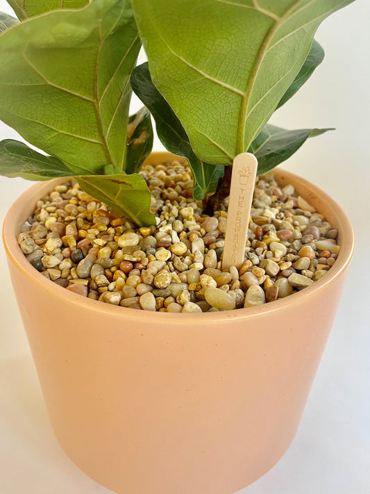 Fiddle Leaf fig Tree (Ficus Lyrata) in Ceramic Sunset Speckled Pot with Multicolored Stones