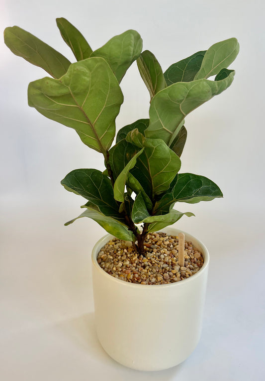 Fiddle Leaf fig Tree (Ficus Lyrata) in Ceramic White Pot with Multicolored stones