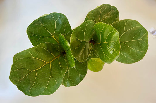 Fiddle Leaf fig Tree (Ficus Lyrata) in Ceramic White Pot with Multicolored stones