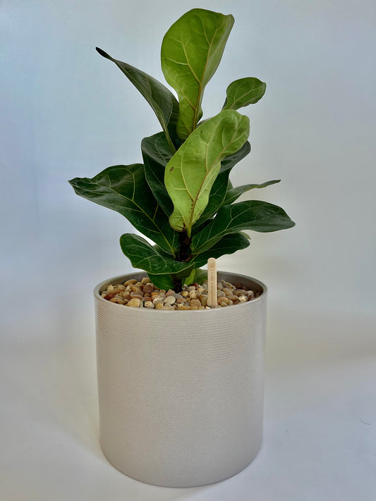 Fiddle Leaf fig Tree (Ficus Lyrata) in Ceramic Taupe Pot with Multicolored stones